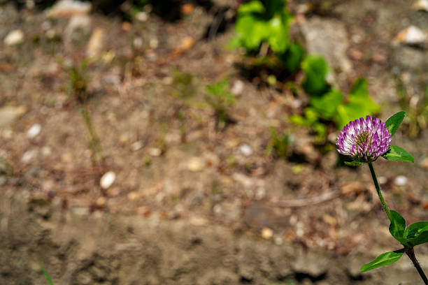 Red clover flowers and bright green leaves