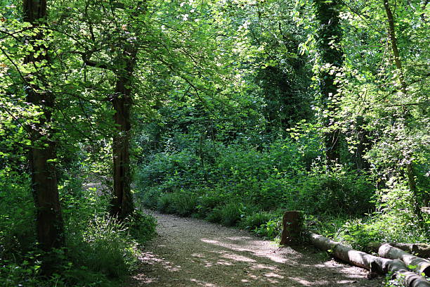 istock Path through a woodland in summer 2215091930