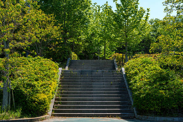 Natural staircase illuminated by sunlight through the trees
