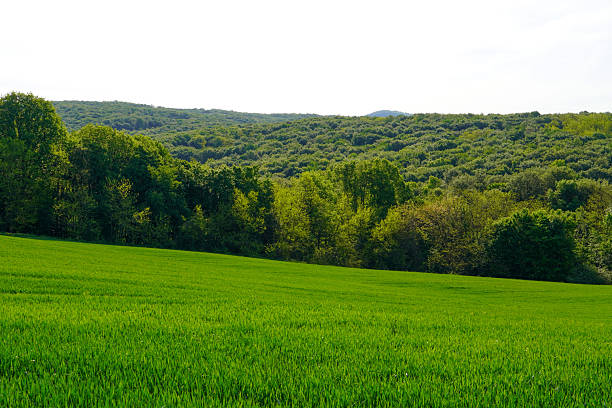 In Southern Ontario, Canada, winter wheat is typically planted in the fall, generally from mid-September to early October.