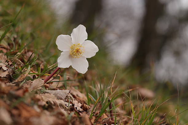 istock Helleborus Niger flower 2215095804