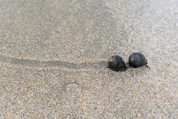 istock Two common periwinkles leaving print in sand on the beach 2215096192