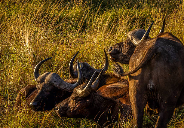 A small group of Cape buffalo (Syncerus caffer) rests in the golden grasslands of South Africa during the warm glow of sunset. The close-up scene captures the texture of their curved horns and weathered hides, showcasing the quiet strength of these iconic African grazers in their natural habitat.