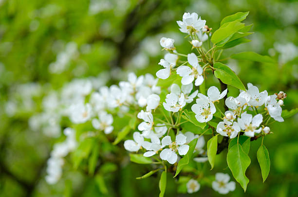 istock blooming pear flowers on tree branch on blurred background 2215096826