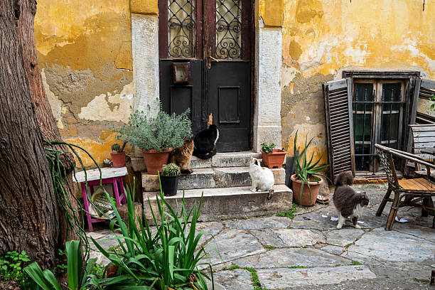 Athens, Greece - March 2, 2025: Four cats lounge in a cozy stone courtyard of the Plaka district in Athens, surrounded by weathered walls and potted plants.
