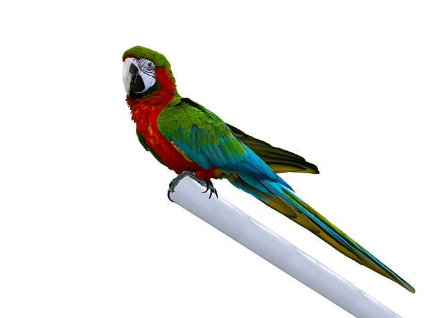 istock large green macaw, (ara ambigua). isolated on white background 2215098910