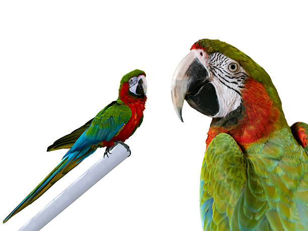 istock portrait large green macaw, (ara ambigua). isolated on white background 2215098969