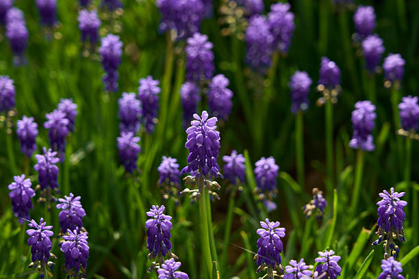 Purple Flowers On Field