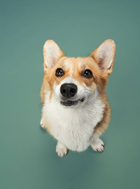 istock Pembroke Welsh Corgi head tilt close-up 2215099543