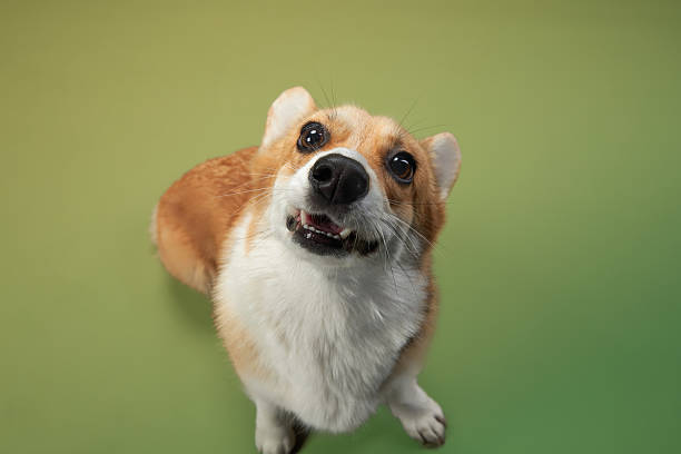 istock Pembroke Welsh Corgi looking up 2215099550