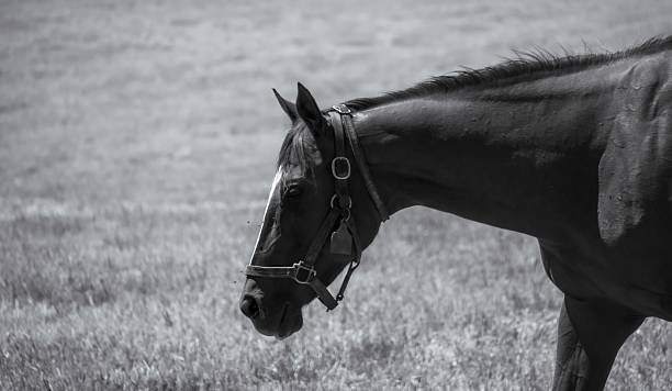 istock Black and White Horse Portrait 2215100930