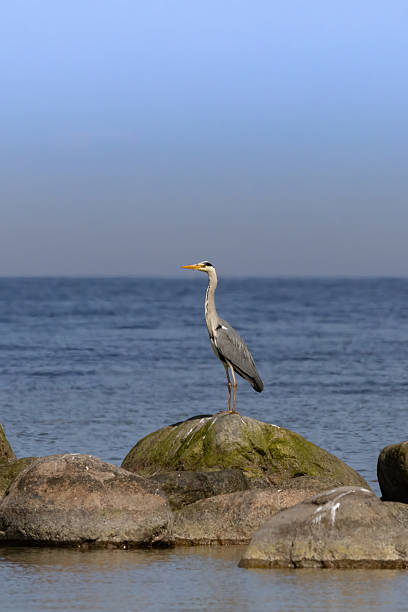 istock grey heron in natural habitat 2215101286