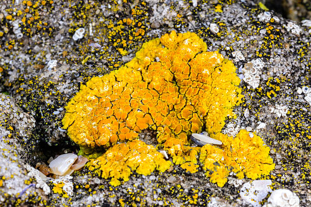 Several types of crustose lichen on concrete hydraulic structures on the beach of the Black Sea, Ukraine.