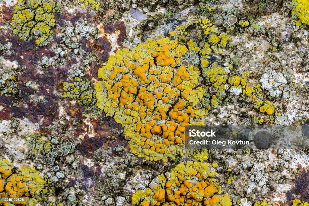 Crustose Different Types Crustose Lichen Species In Autumn On A Concrete Wall Of ...