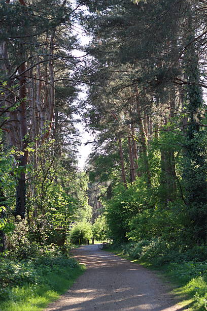 istock Path through a woodland in summer 2215103695