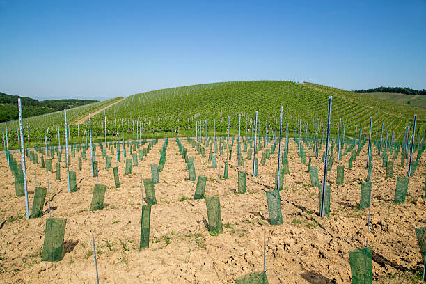 Vine protection covers for young vines.