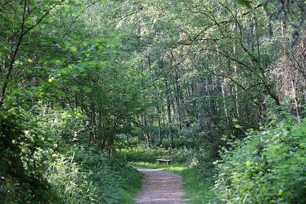 Path through a woodland in summer