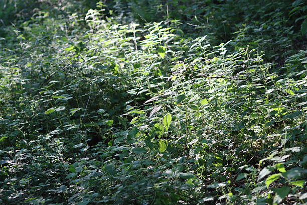 Nettles in a woodland illuminated by sunlight