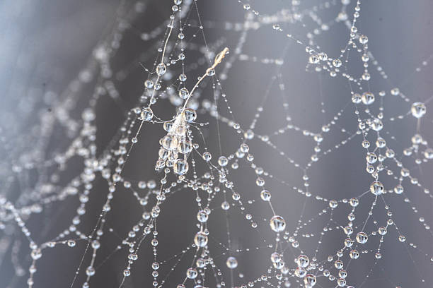 istock Macro view of water droplets on spider web 2215106184