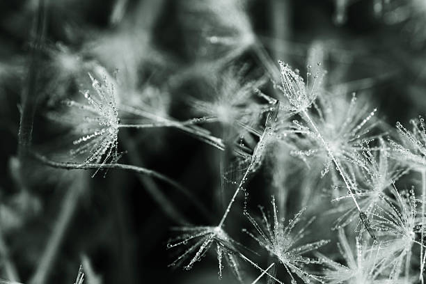 istock Water droplets on dandelion seed in soft focus 2215106528