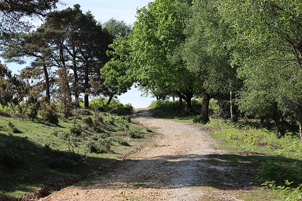 istock Countryside track in summer sunshine 2215108661