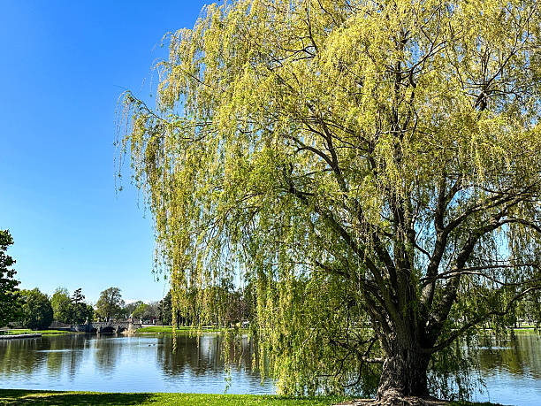 istock Beautiful park in Oshkosh, Wisconsin during springtime 2215109723