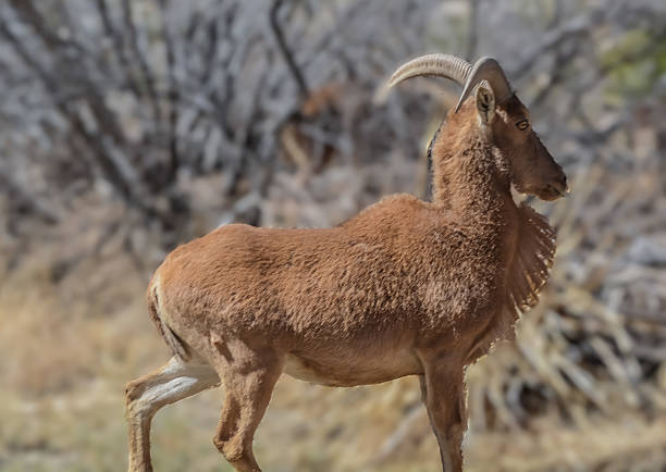 Aoudad, also known as Barbary sheep (Ammotragus lervia), photographed in its natural environment in New Mexico. This species is known for its curved horns and shaggy chest hair, adapted to arid environments.