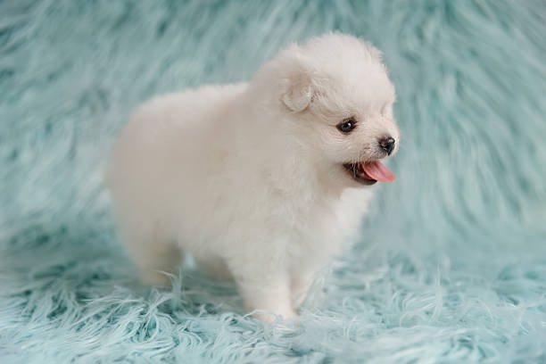 istock White Pomeranian on a Turquoise Background 2215110000