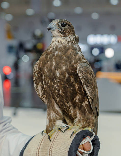 istock A majestic falcon captured in a striking pose, showcasing its sharp, focused eyes. 2215110577