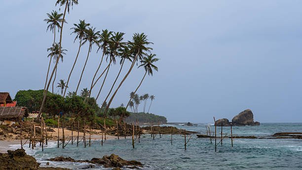 istock Stilt Fishing in Sri Lanka 2215116113