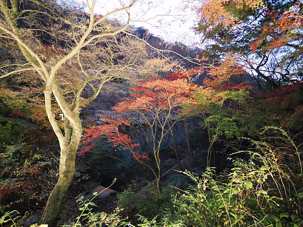 istock Autumn foliage at Kajika Bridge in Ikaho 2215117926