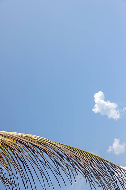 Palm tree with blue sky and cloud