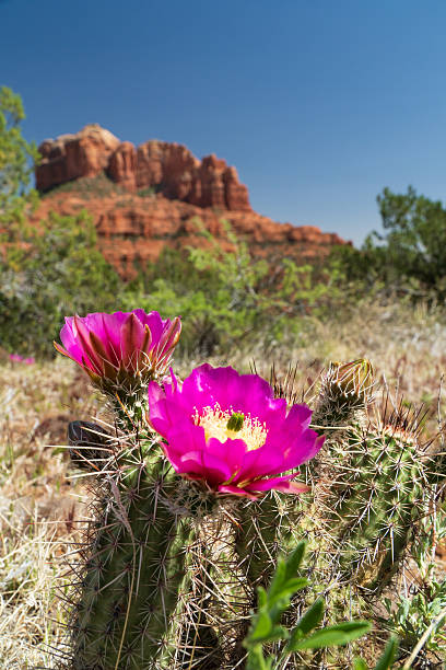 istock Sedona Arizona 2215121731