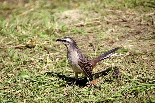 istock bird - field thrush - Mimus saturninus 2215122825