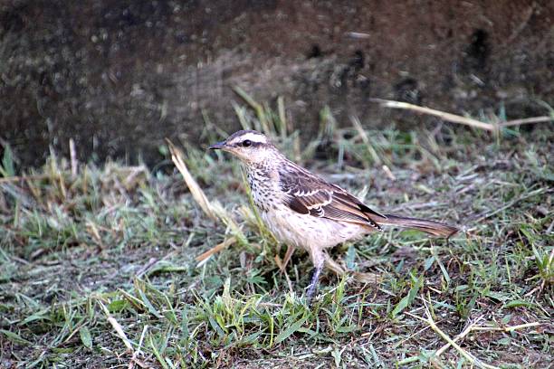 istock bird - field thrush - Mimus saturninus 2215122866