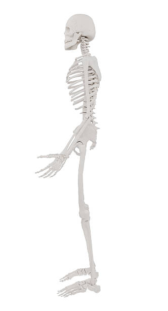 istock Side view render of realistic human skeleton facing left, isolated on white. Ideal for educational materials, body anatomy visuals, and medical illustrations in high-resolution design. Commercial use 2215129530