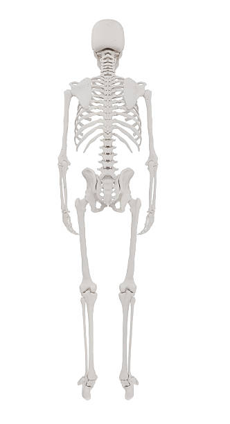 istock Back view 3D render of a full human skeleton isolated on white. Detailed anatomical structure great for infographics, educational posters, and commercial medical purposes. Big size, commercial use 2215129558