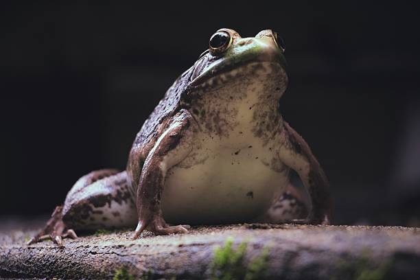 A photo of the European spadefoot toad Pelobates fuscus
