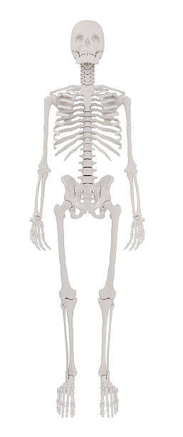 Realistic 3D render of human skeleton from front view, isolated on white. Perfect for anatomy prints, educational posters, medical textbooks, or commercial product mockups and infographics.