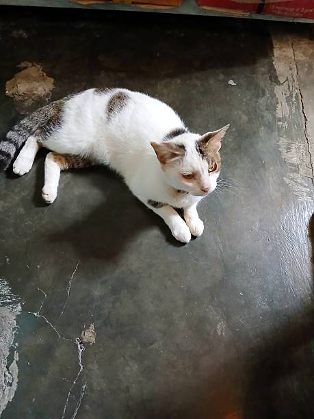 istock The Cat on the Floor 2215130924