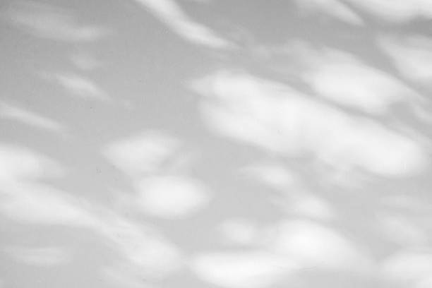 istock Abstract natural tree branch leaves shadow on white wall background 2215131737