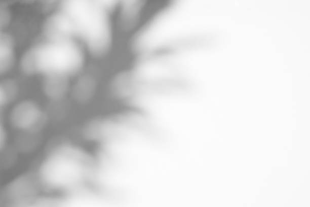 istock Abstract natural tree branch leaves shadow on white wall background 2215131746