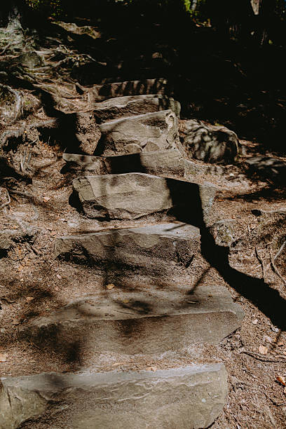 Natural stone steps winding through a dense forest trail surrounded by shadowy trees in the early afternoon light