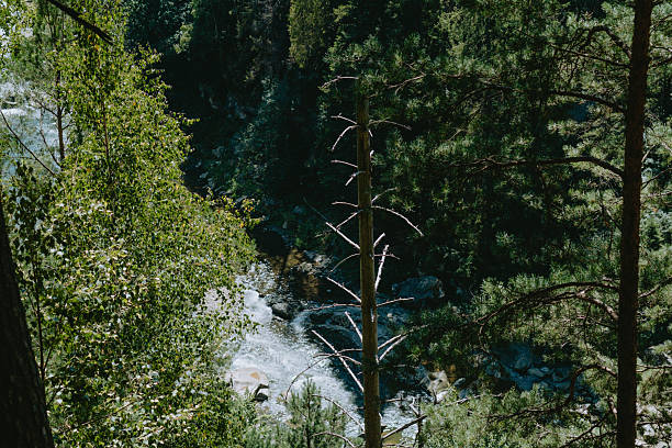 A serene river winds through a dense forest, framed by towering trees and vibrant leaves under the warm afternoon sun.
