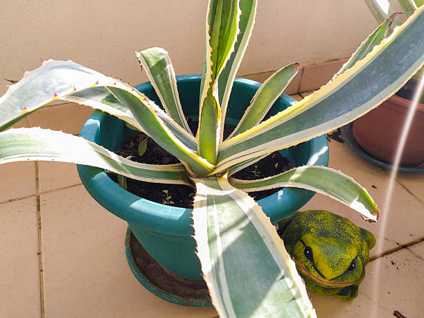 A vibrant potted agave plant basks in sunlight, accented by a charming frog figurine. Evokes growth, nature, and a touch of whimsy. Great for home, garden, or ecological themes.