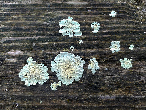 Textured wood background featuring lichen growth. Rustic, weathered surface creates an organic, natural backdrop. Suitable for nature, science or environmental themes.