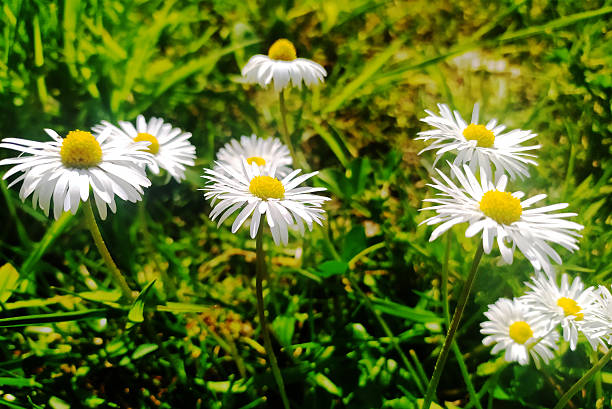 istock White daisies with bright yellow centers in a lush green field. Symbolizes purity, simplicity, and new beginnings. Great for nature, spring, and happiness themes. 2215132246