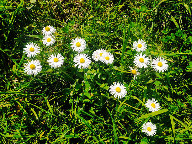 White daisies bloom in lush green grass, symbolizing innocence and purity. Bright, sunny, fresh, ideal for nature, spring or summer themed design.