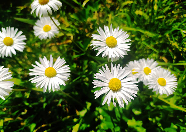 istock Cheerful daisies basking in sunlight on a lush green meadow. Represents spring, freshness,  natural beauty. Perfect for greeting cards, nature blogs, or website. 2215132277