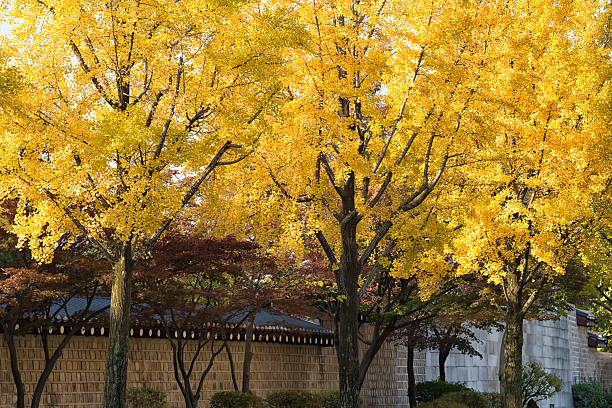 Ginkgo Biloba, Seoul Korea